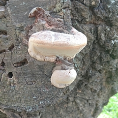 Phellinus igniarius