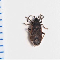 Lygaeospilus tripunctatus