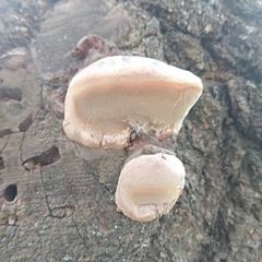 Phellinus igniarius