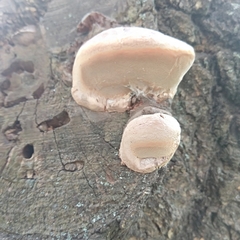 Phellinus igniarius