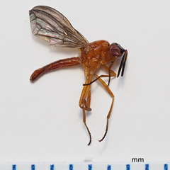 Loxocera fumipennis