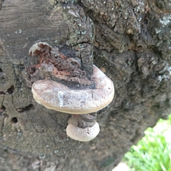 Phellinus igniarius