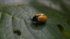 Leptinotarsa cacica