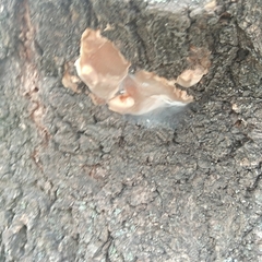 Phellinus igniarius