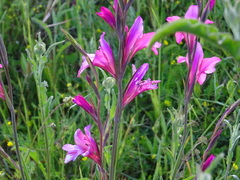 Gladiolus illyricus