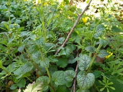 Lamium galeobdolon galeobdolon