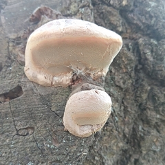 Phellinus igniarius