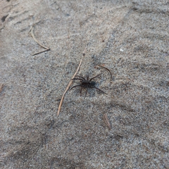 Trochosa