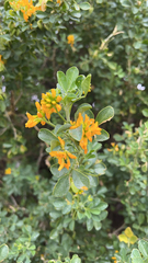 Medicago arborea
