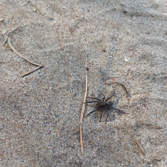 Trochosa