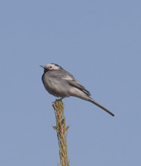 Motacilla alba