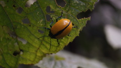 Leptinotarsa cacica