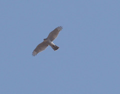 Accipiter nisus