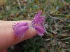 Dianthus gallicus