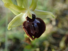 Ophrys sphegodes passionis