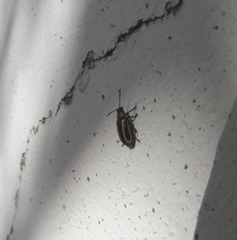 Disonycha argentinensis