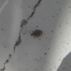 Disonycha argentinensis