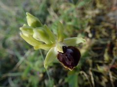 Ophrys sphegodes passionis