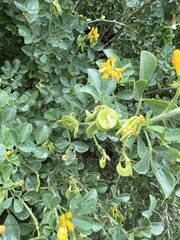 Medicago arborea