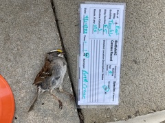 Zonotrichia albicollis