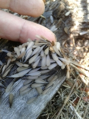 Reticulitermes grassei