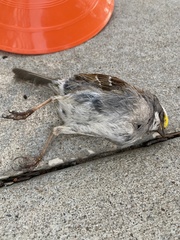 Zonotrichia albicollis