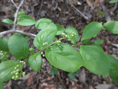 Symplocos sawafutagi