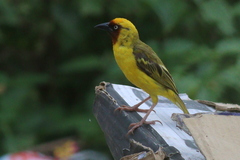 Ploceus castanops