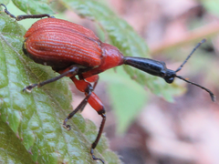 Apoderus jekelii