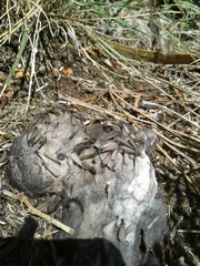 Reticulitermes grassei