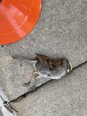 Zonotrichia albicollis