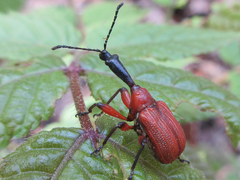 Apoderus jekelii