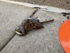 Zonotrichia albicollis