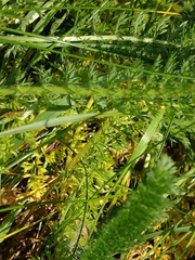 Achillea millefolium