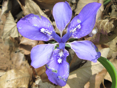 Iris rossii