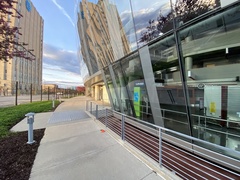 Zonotrichia albicollis