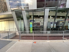 Zonotrichia albicollis