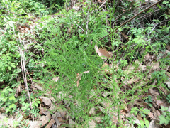 Asparagus schoberioides