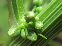 Asparagus schoberioides
