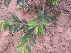 Combretum microphyllum