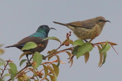 Cinnyris bifasciatus