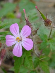 Geranium robertianum