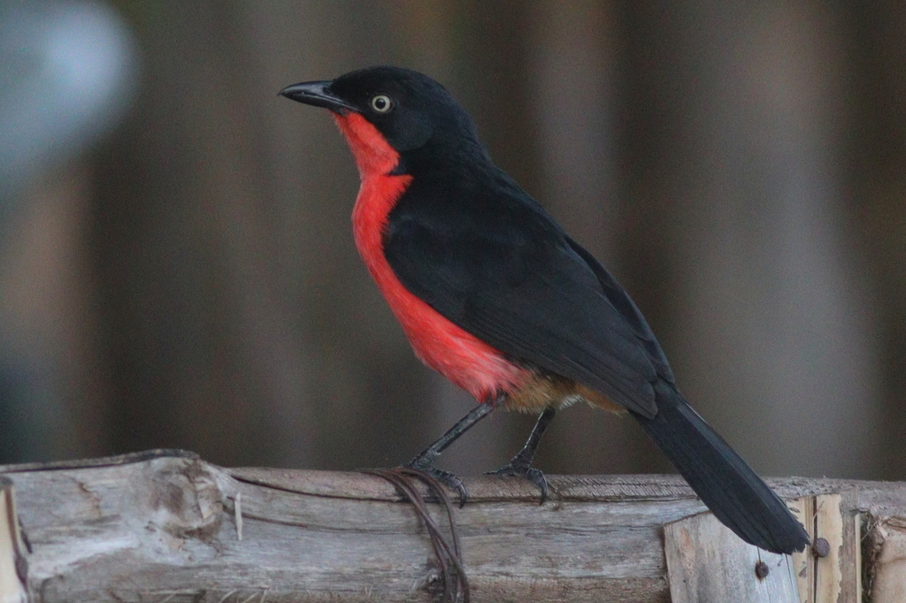 Black-headed Gonolek (Laniarius erythrogaster) photo