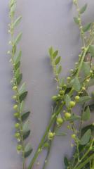 Phyllanthus pentandrus