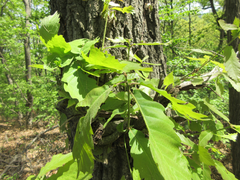 Quercus dentata