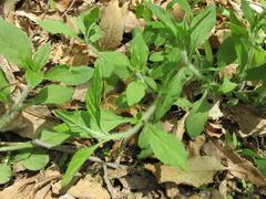 Silene baccifera