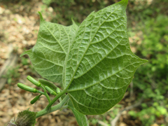 Alangium platanifolium