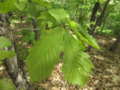 Quercus aliena