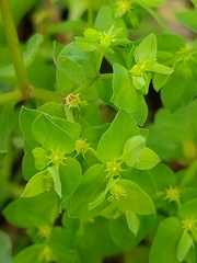 Euphorbia peplus