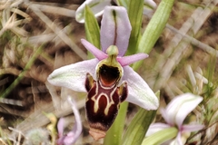 Ophrys scolopax